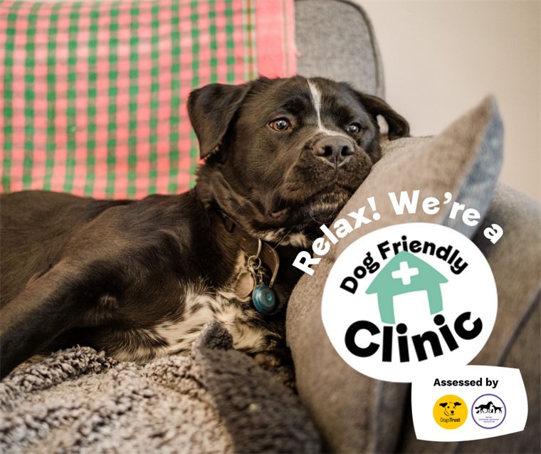 Relax! We're a Dog Friendly Clinic — Dogs Trust accreditation graphic with a relaxed dog