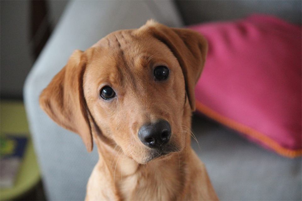 Fox-red Labrador puppy close-up