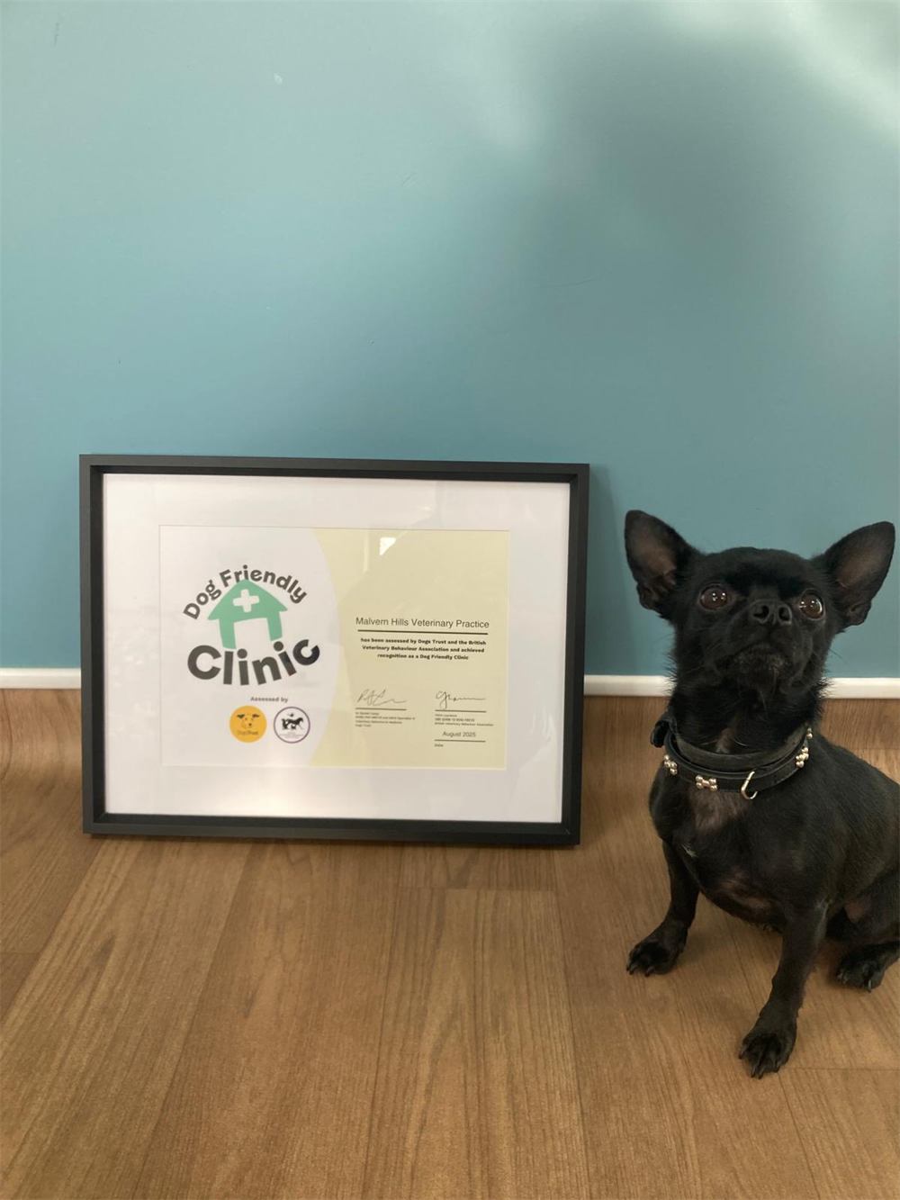 Framed Dog Friendly Clinic certificate with a black Chihuahua