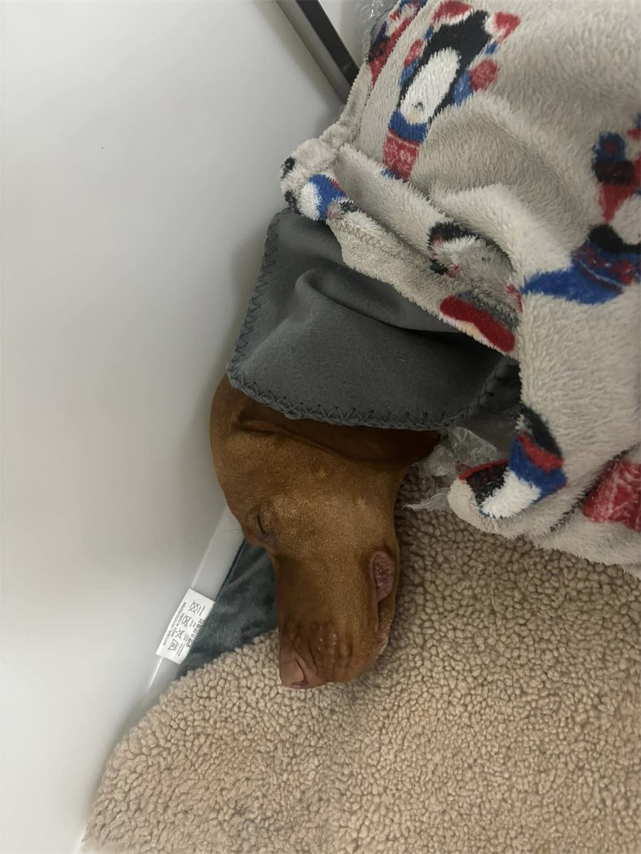 Greta recovering comfortably after her operation