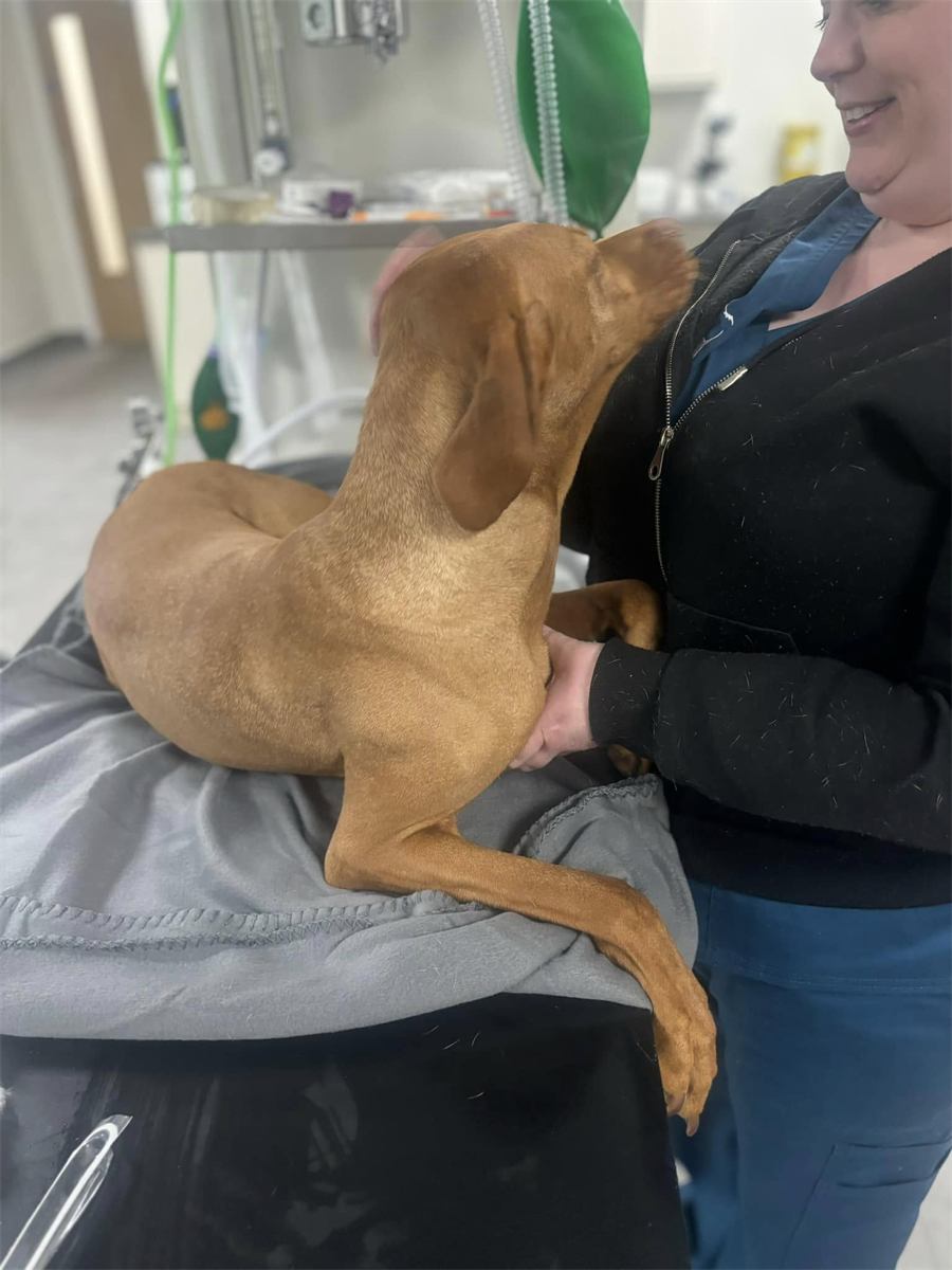 Greta being cuddled by nurse Charlie before her surgery