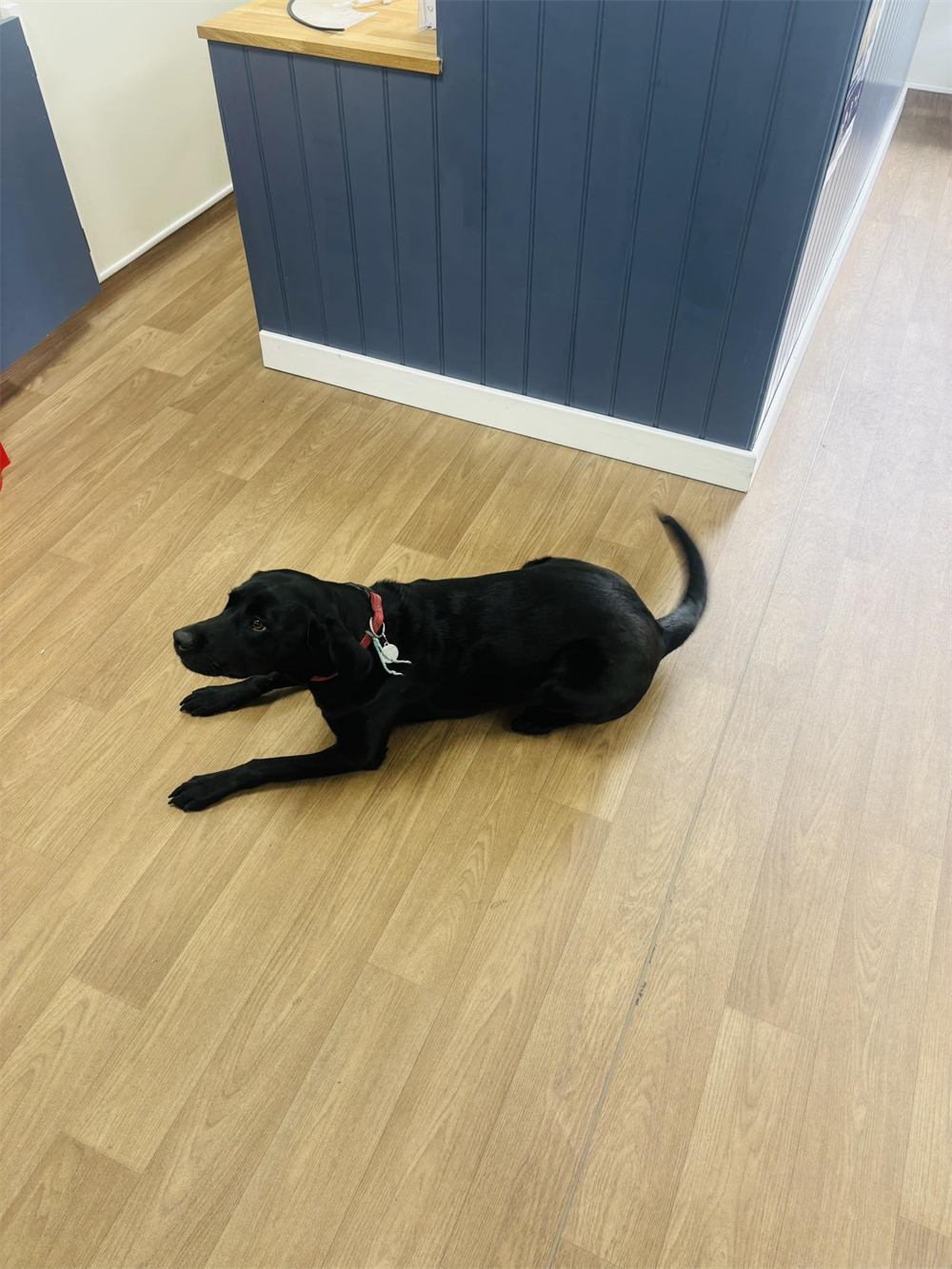 Black Labrador lying by the navy reception desk