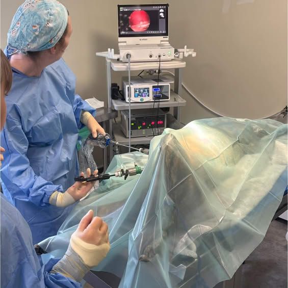 Daisy performing a laparoscopic spay