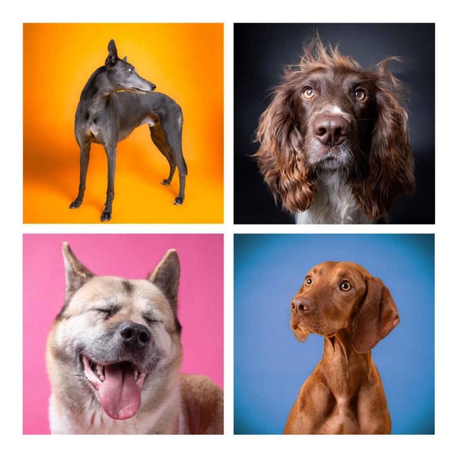 Four studio dog portraits by Pedigree Portraits