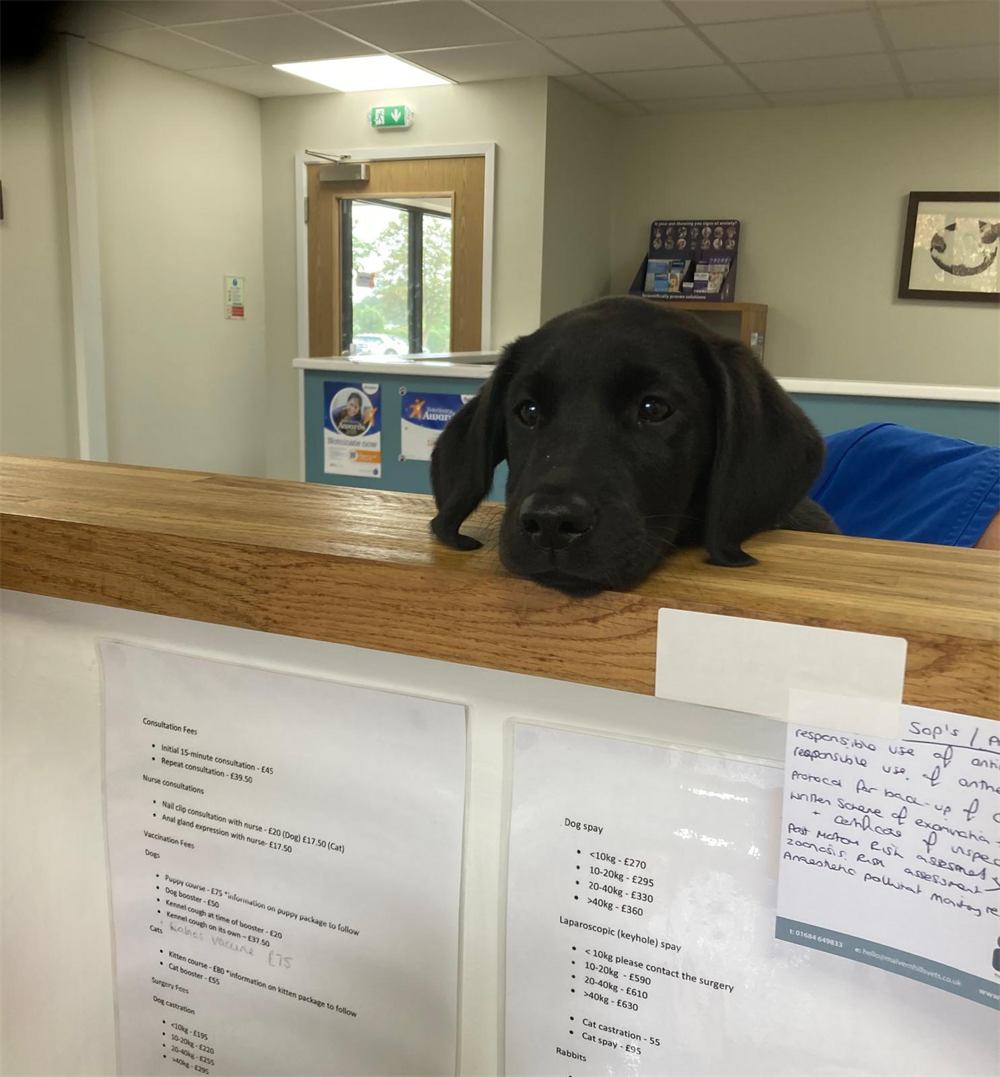 Black Labrador puppy resting its head on the reception counter
