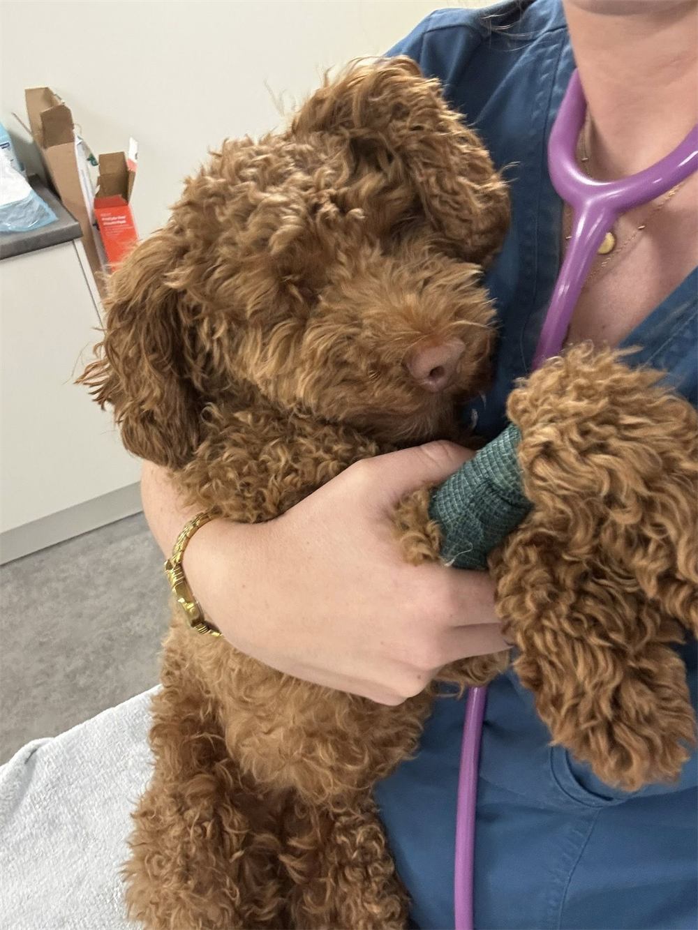 Ruby the doodle cuddled by a nurse after her operation
