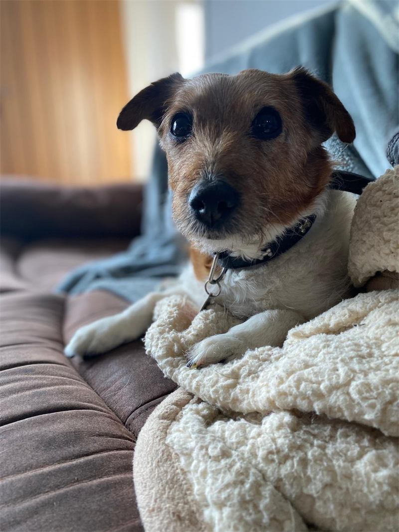 Senior Jack Russell terrier wrapped snugly in fleece blankets