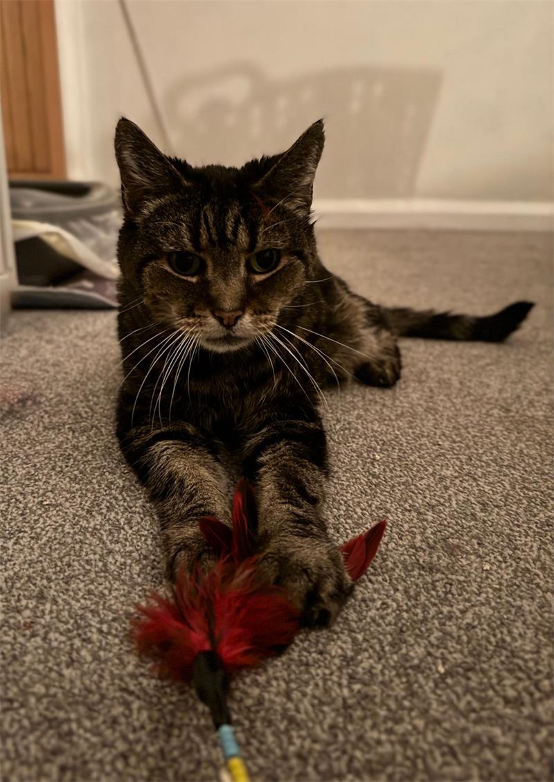 Senior tabby cat playing with a red feather toy